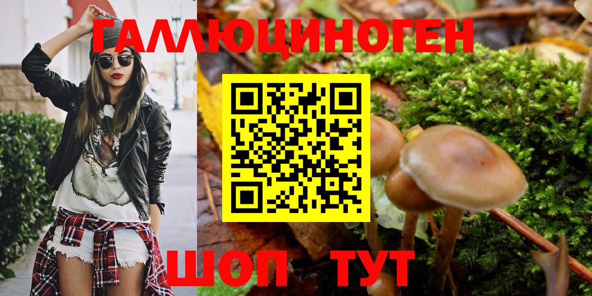 Псилоцибиновые грибы Psilocybe Новокузнецк